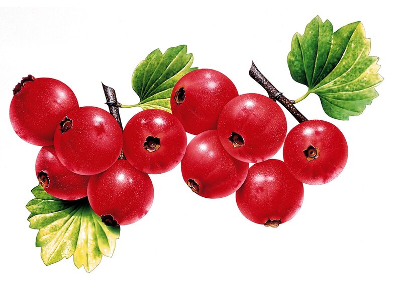 Red Currants on a Branch — Natural, Illustration