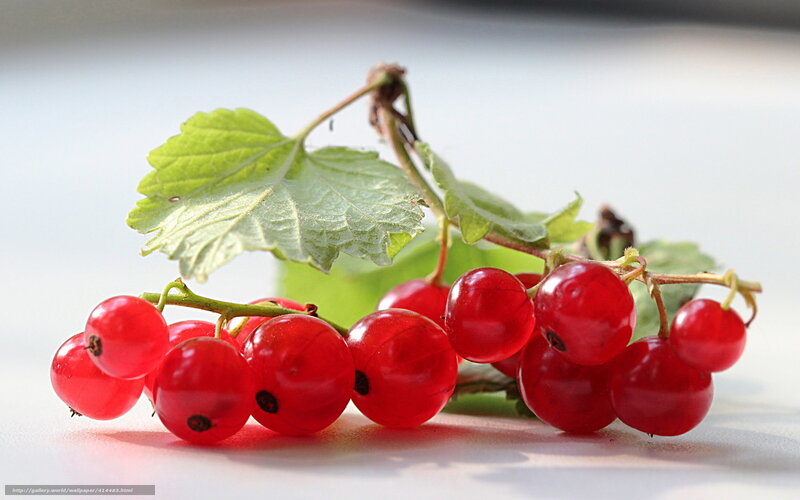 Red Currants on a Branch — Natural, Photograph