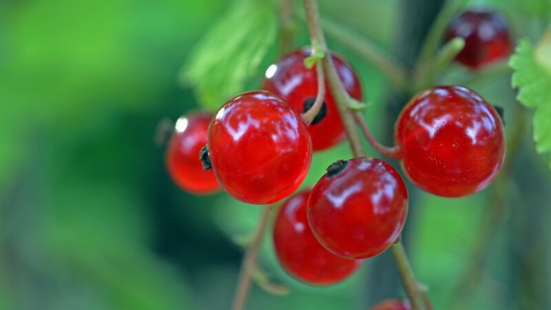 Red Currants on a Branch — Natural, Summer, Photograph