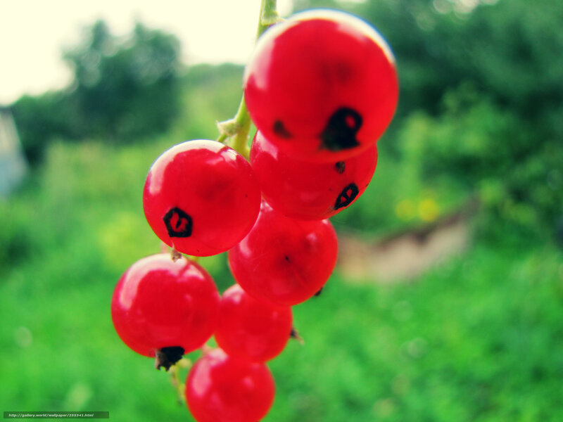 Red Currants on a Branch — Natural, Summer