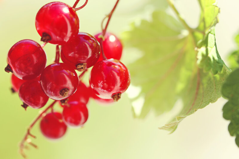 Red Currants on a Branch — Serene, Afternoon