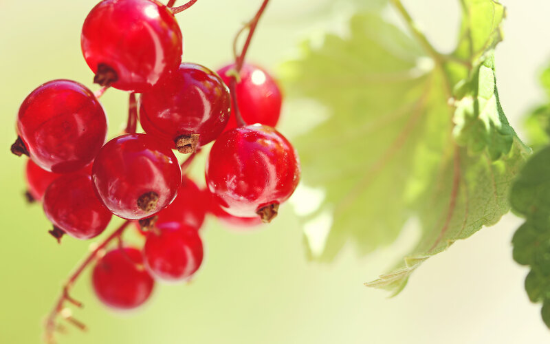 Red Currants on a Branch — Serene