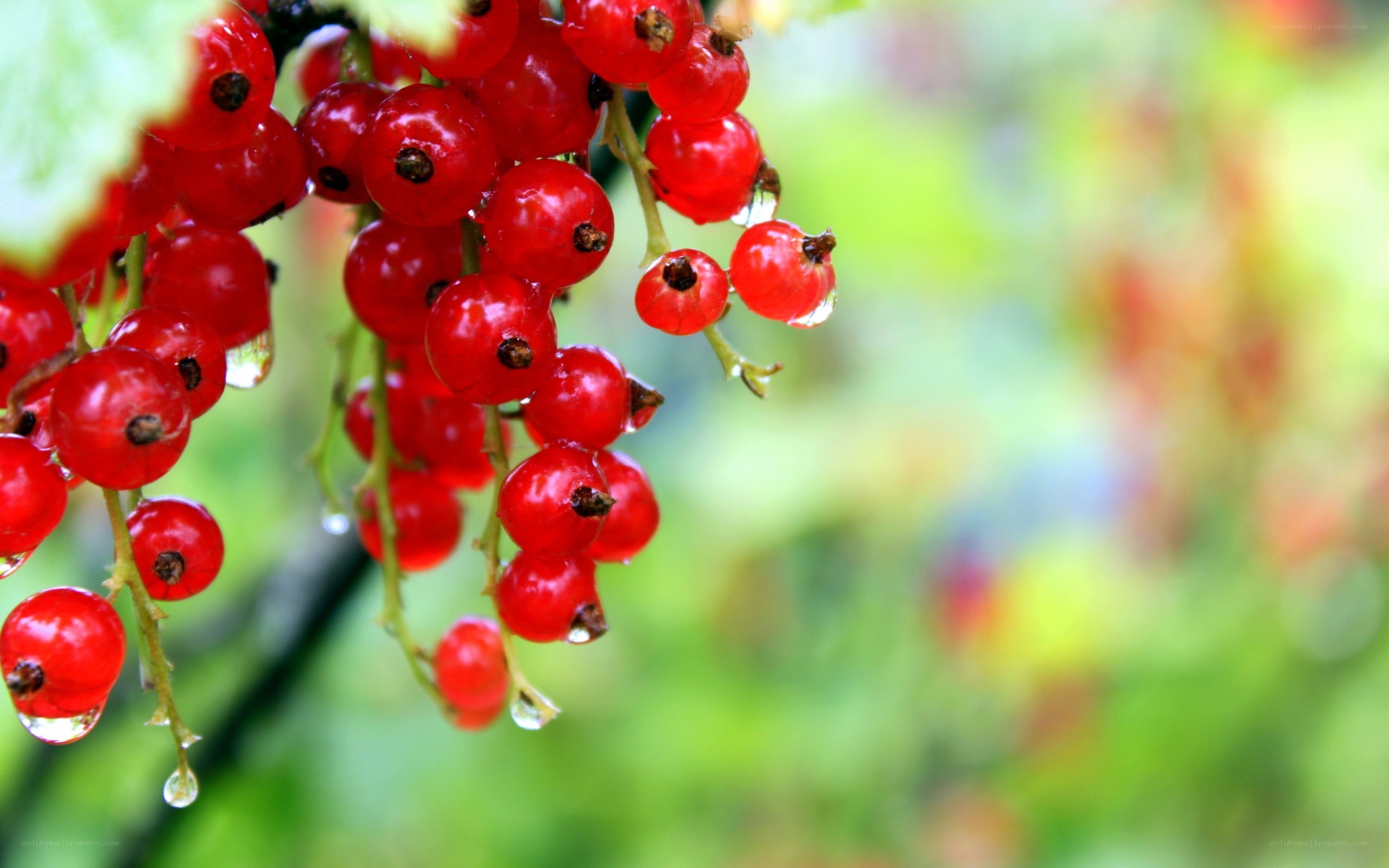 red currants on a branch