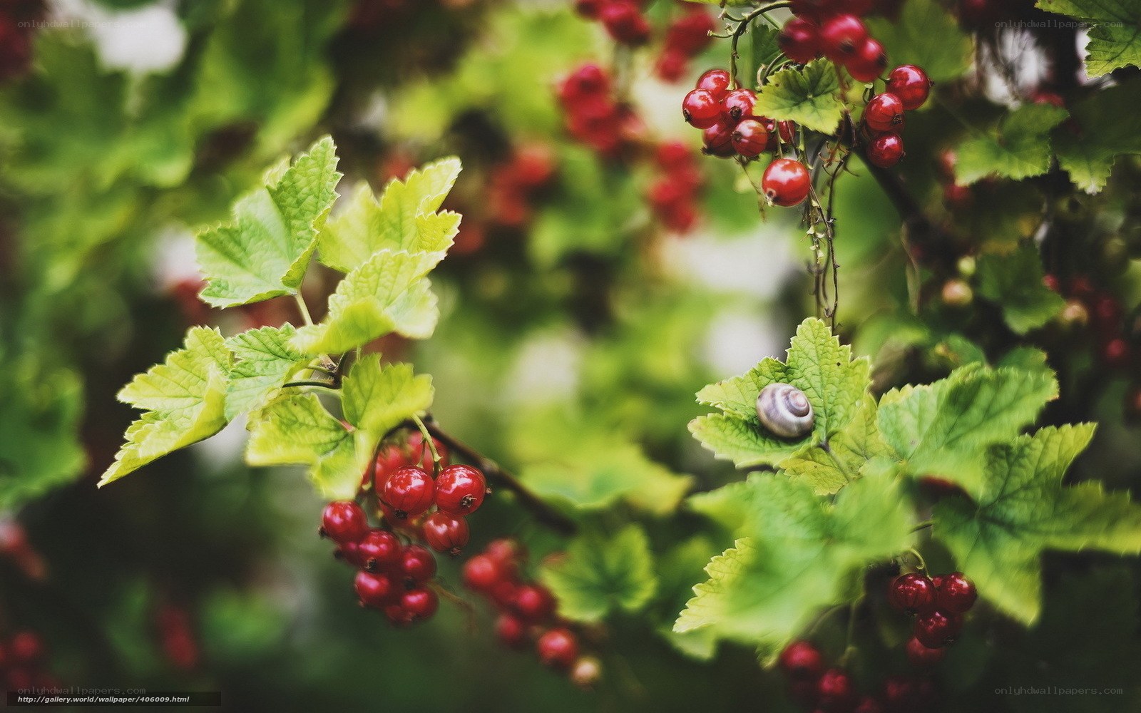 Red currants on a bush