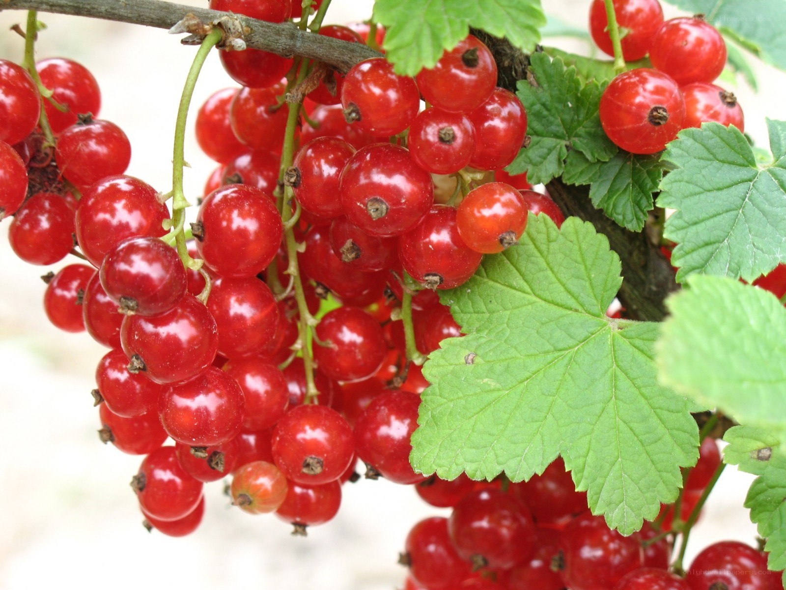 Red currants on a bush