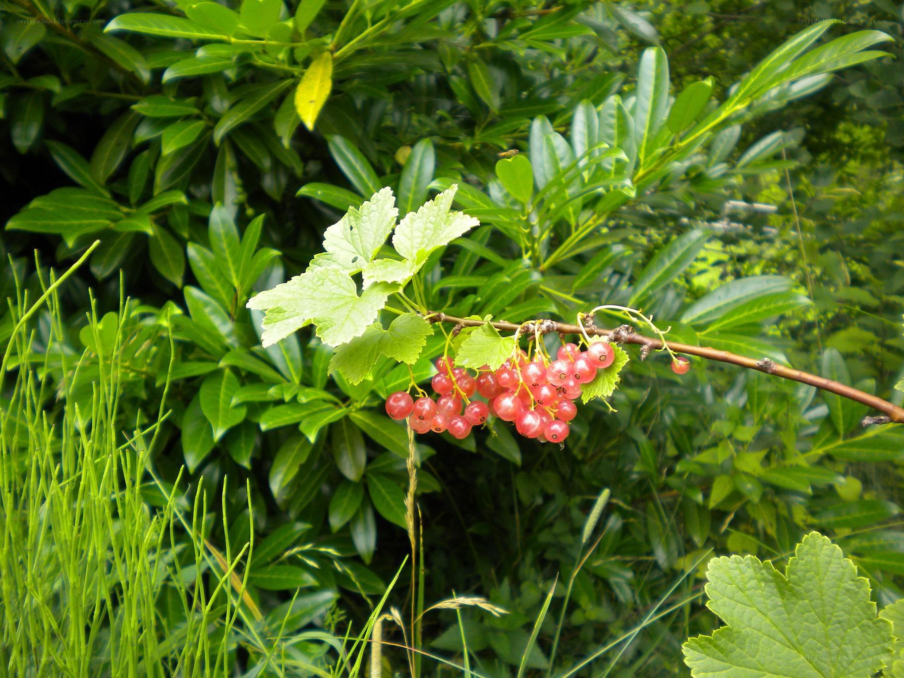 Red currants on a bush