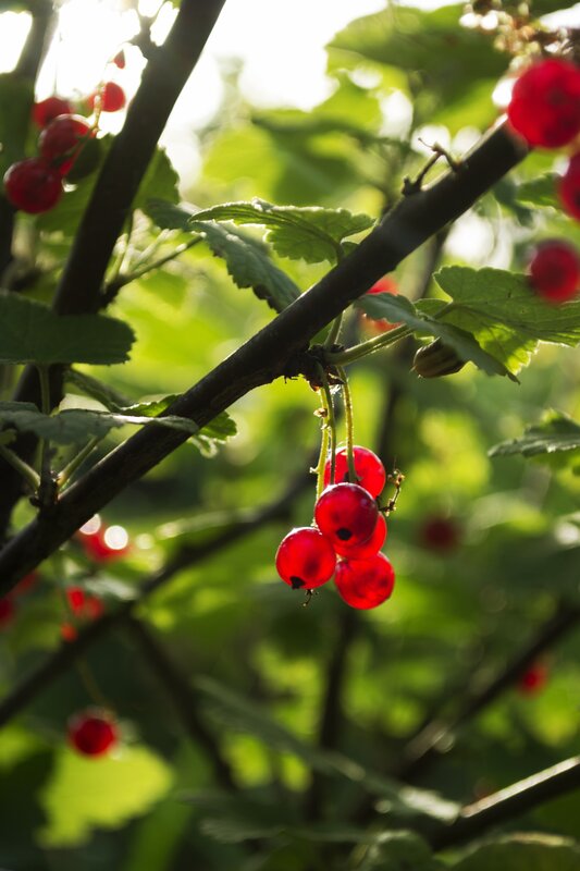 Red Currants on a Bush — Serene, Afternoon