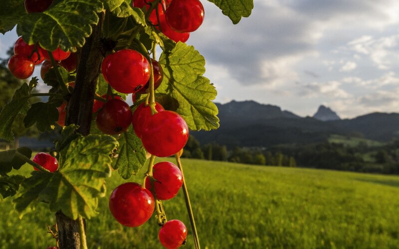 Red Currants on a Bush — Serene