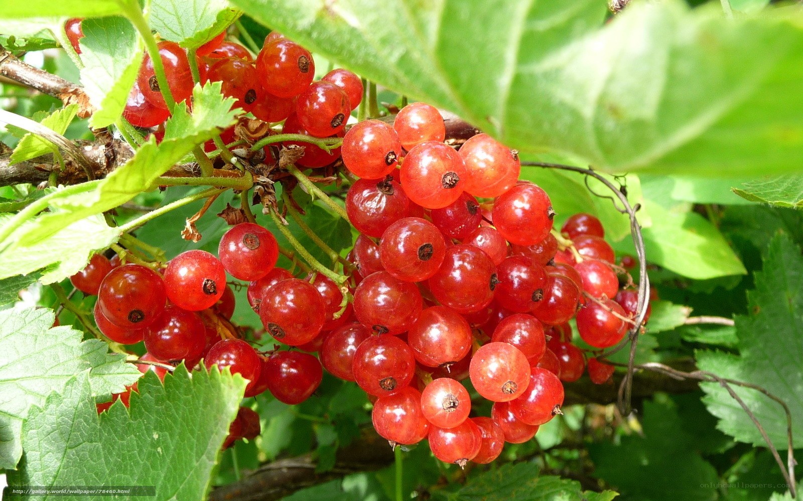 Red currants on a bush