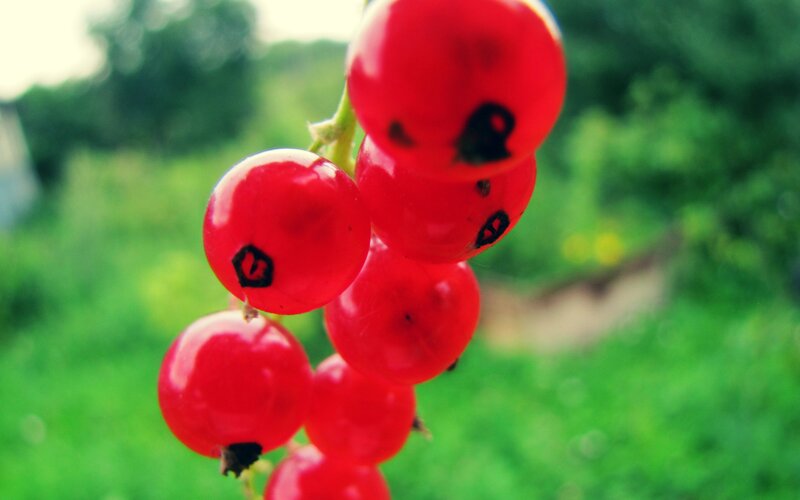 Red Currants on a Stem