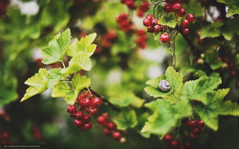 Red Currants on Bush — Green
