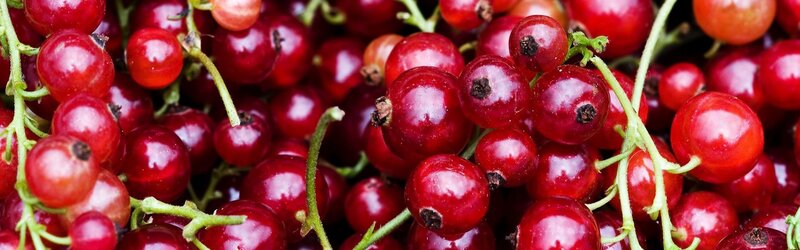Red Currants on Stems — Fresh