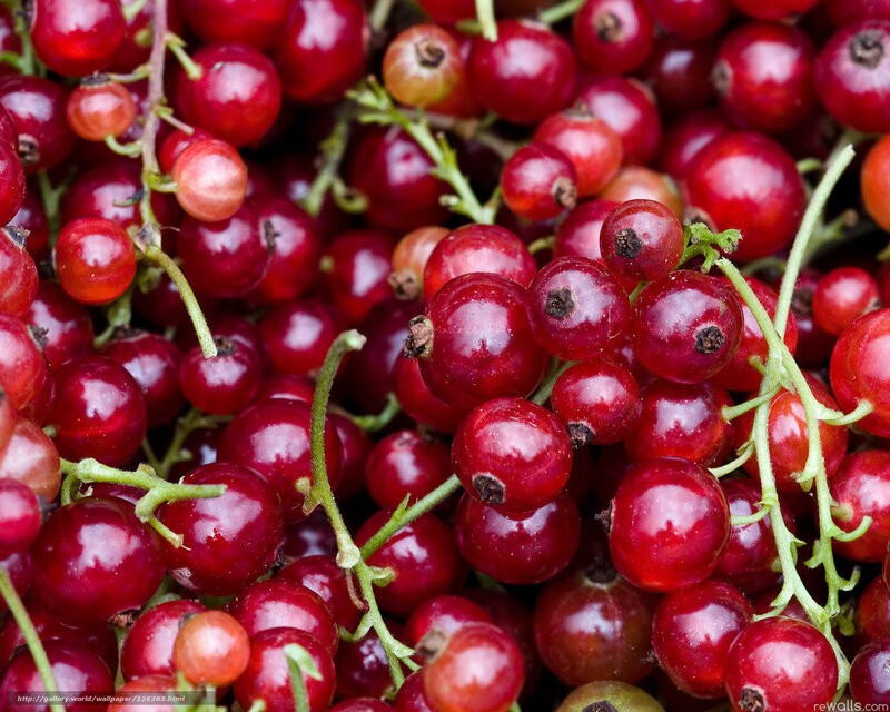 Red Currants on Stems — Natural, Photograph