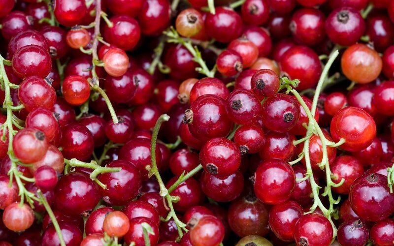Red Currants on Stems — Natural