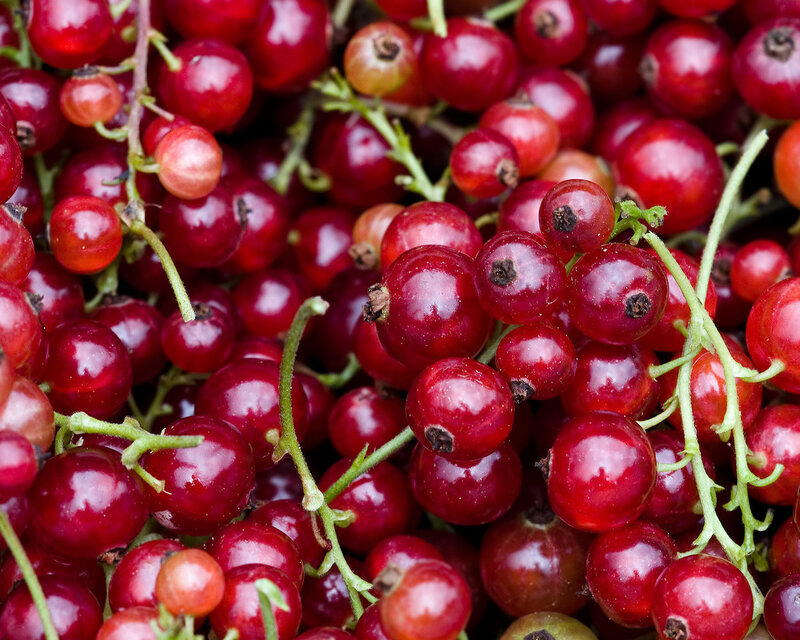 Red Currants on Stems