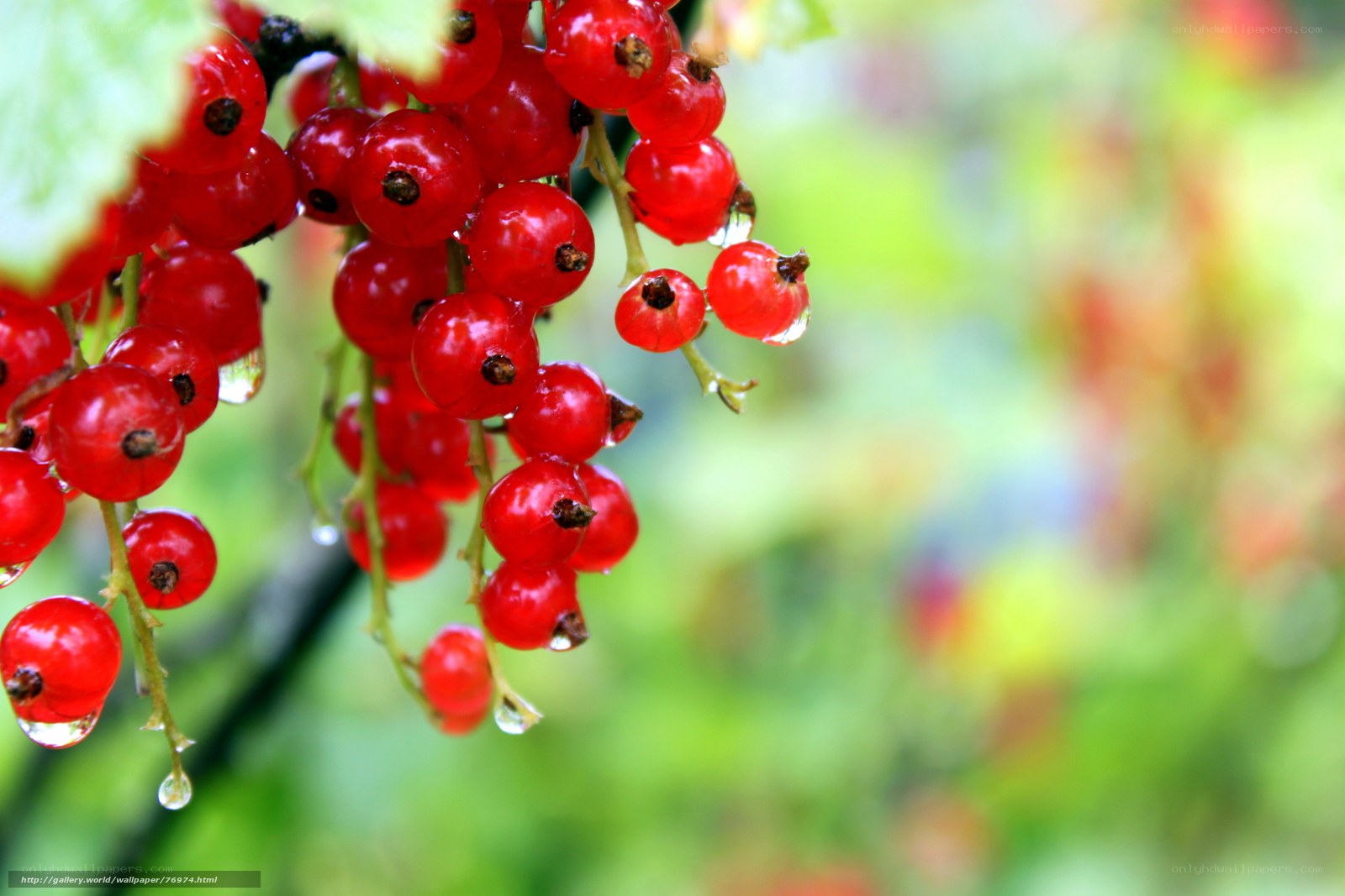 Red currants with water droplets