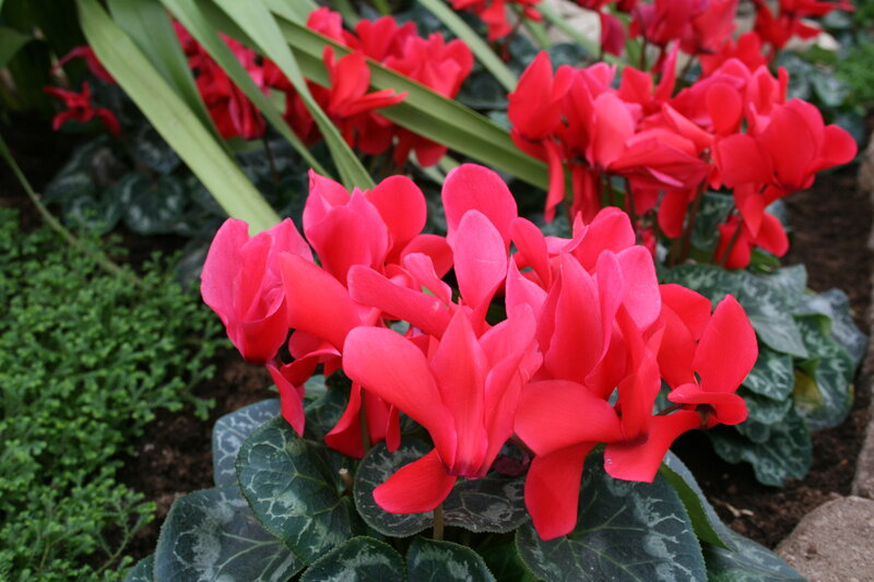 Red Cyclamen Flowers — Calm, Photograph, Green Leaves, Soil
