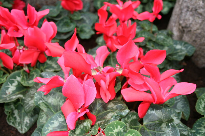 Red Cyclamen Flowers — Calm, Photograph, Green Leaves