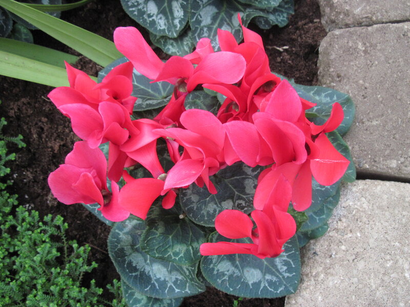 Red Cyclamen Flowers — Calm, Photograph, Leaves