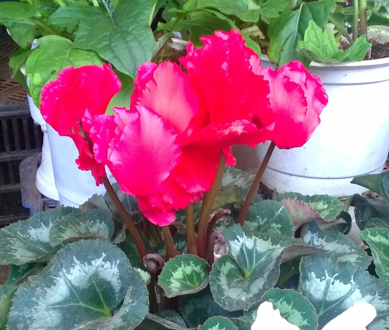 Red Cyclamen Flowers — Calm, Photograph, Potted Plant