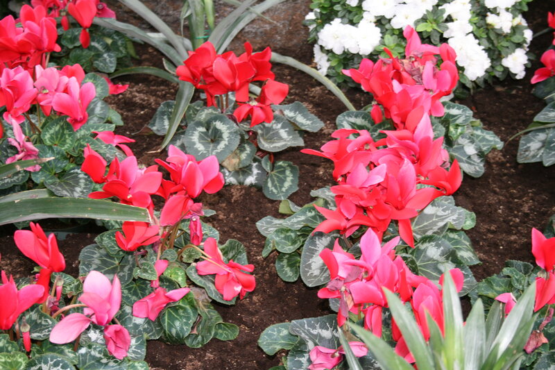 Red Cyclamen Flowers — Calm, Photograph