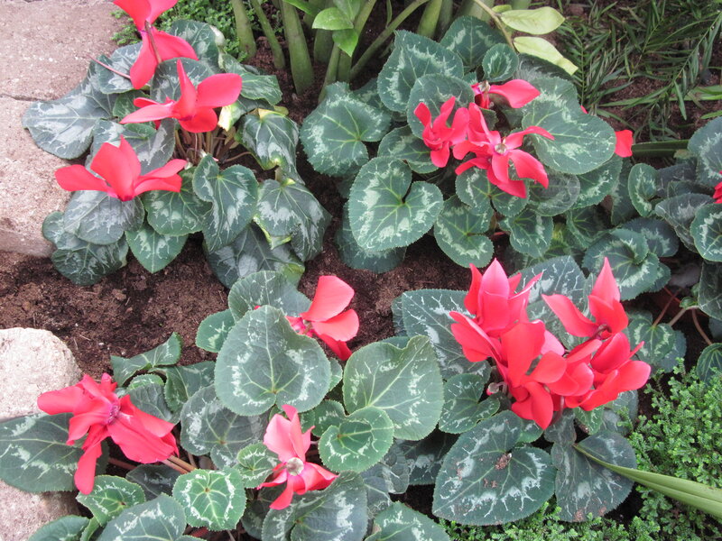 Red Cyclamen Flowers — Calm, Spring, Photograph