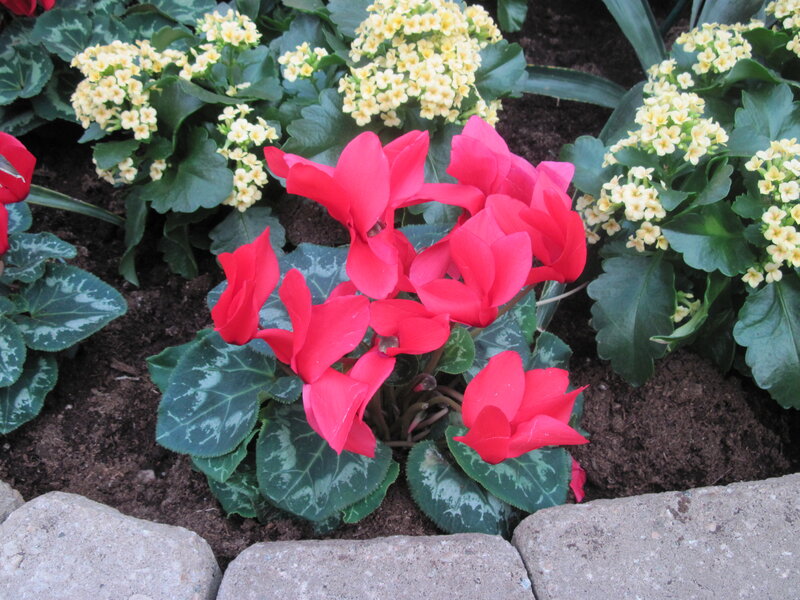 Red Cyclamen Flowers — Calm, Spring