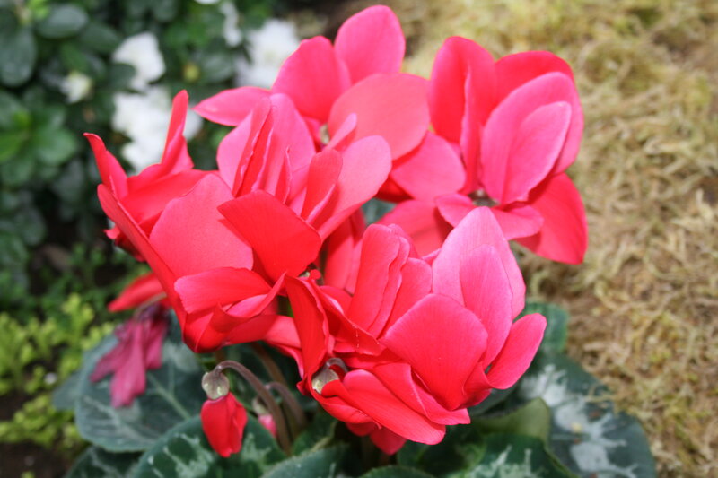Red Cyclamen Flowers — Calm