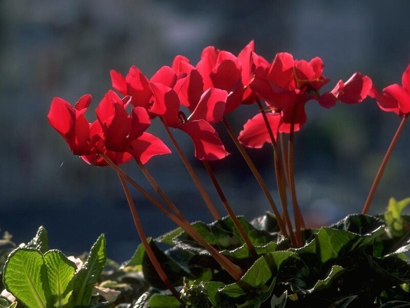 Red cyclamen flowers in sunlight