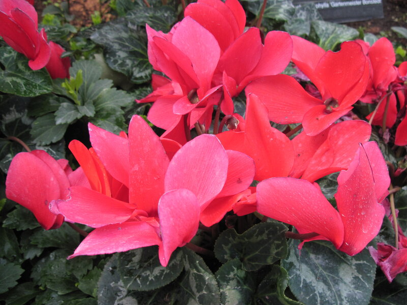 Red Cyclamen Flowers — Natural, Photograph, Green Leaves