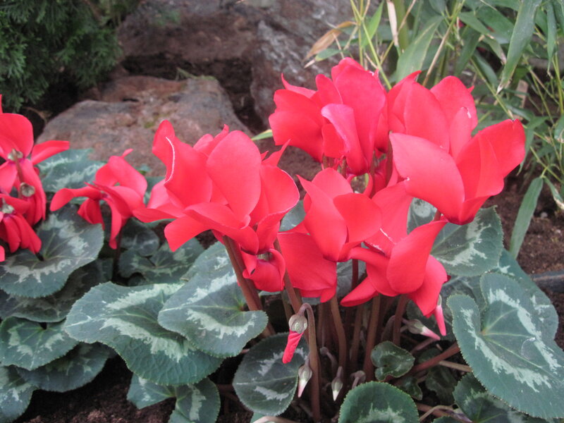 Red Cyclamen Flowers — Natural, Photograph