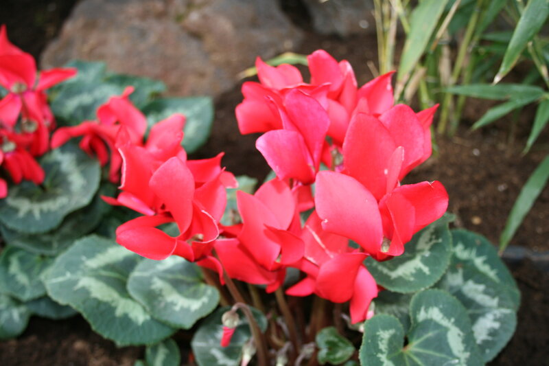 Red Cyclamen Flowers — Natural
