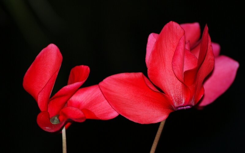 Red cyclamen flowers