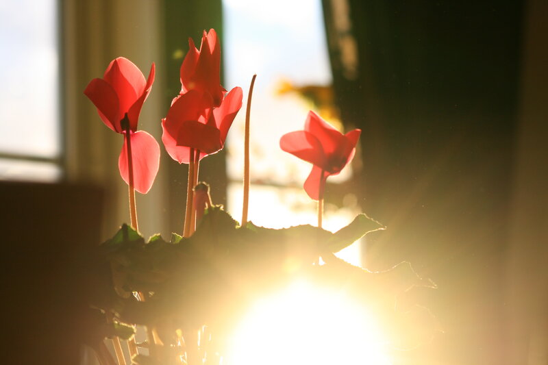 Red cyclamen in sunlight