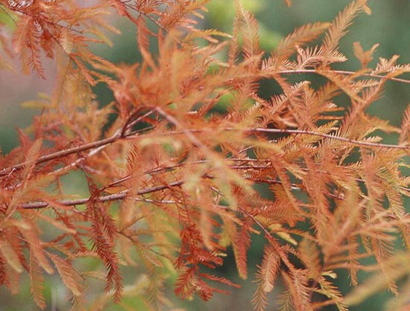 Red Cypress Branches