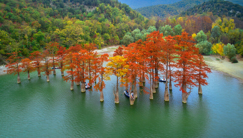Red Cypress Trees in Water