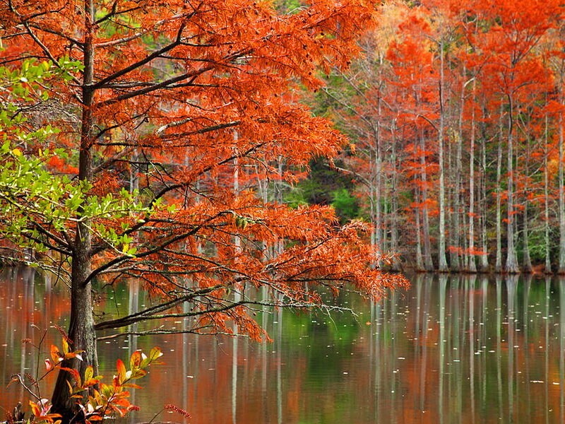 Red Cypress Trees