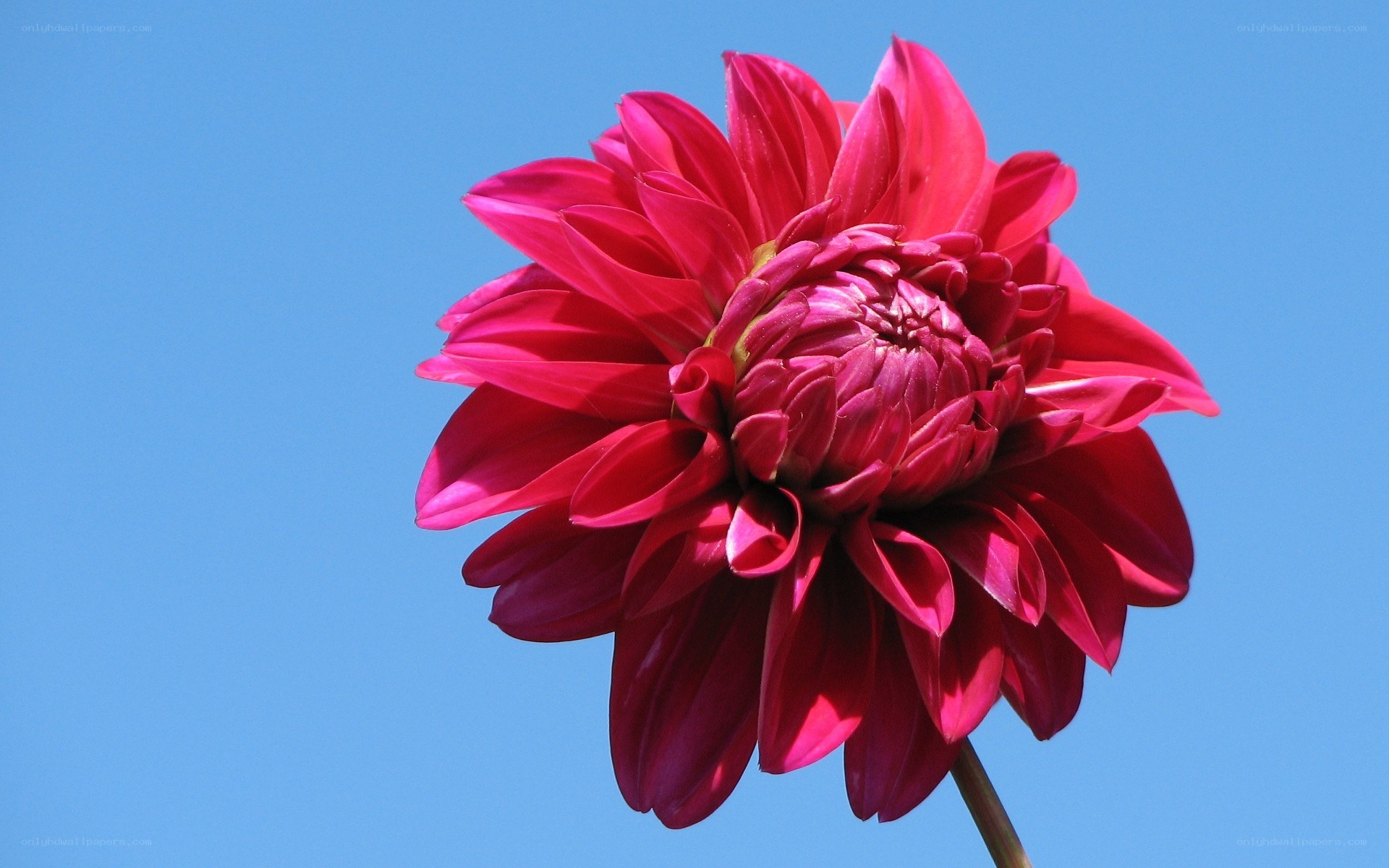 Red dahlia against blue sky