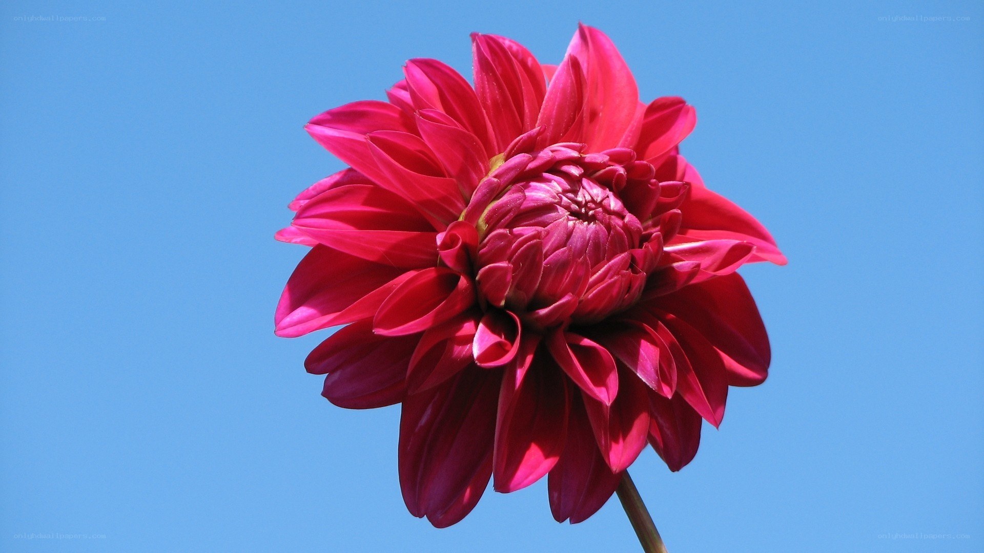 Red dahlia against blue sky