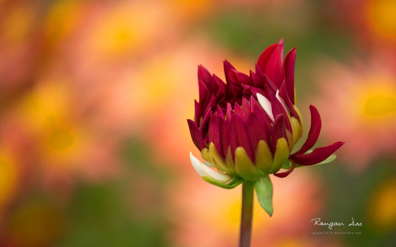 Red Dahlia Bud