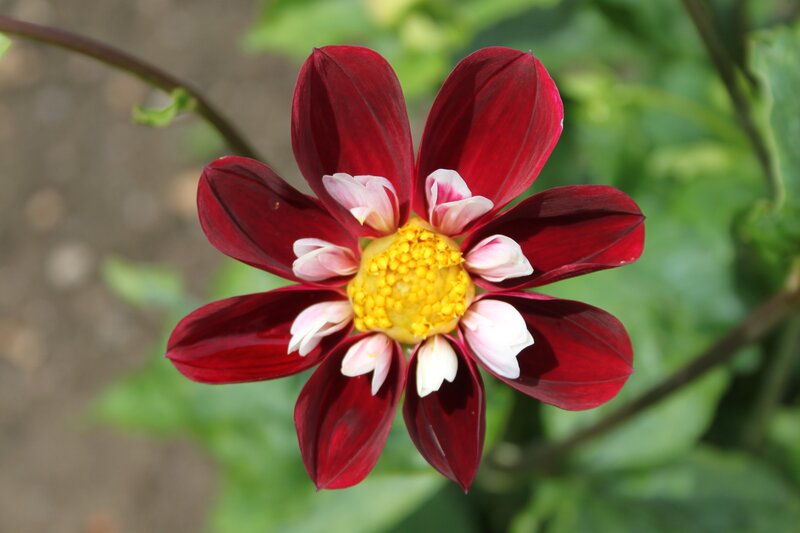 Red dahlia flower