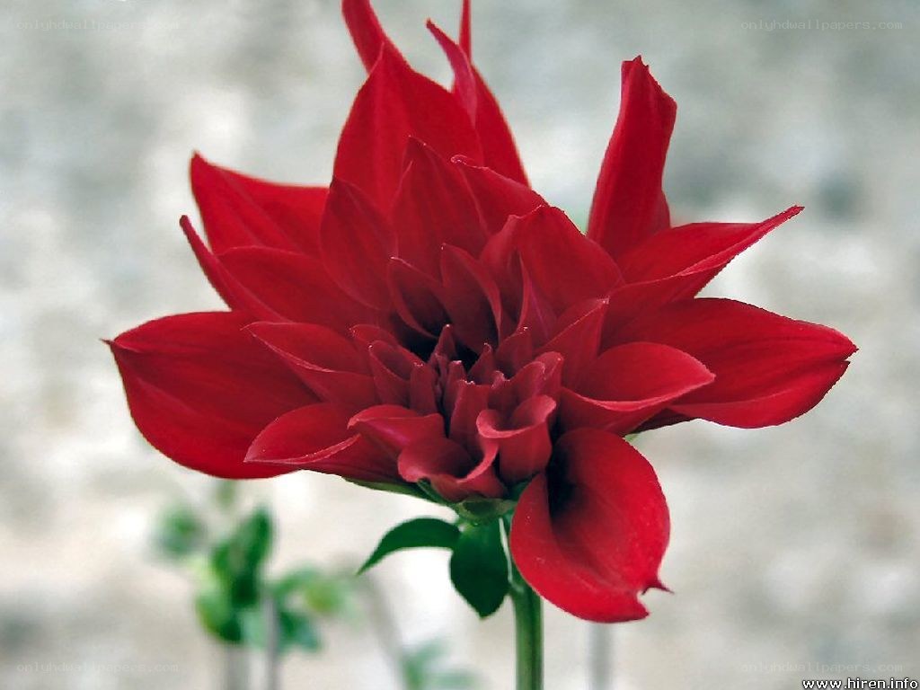 Red dahlia flower