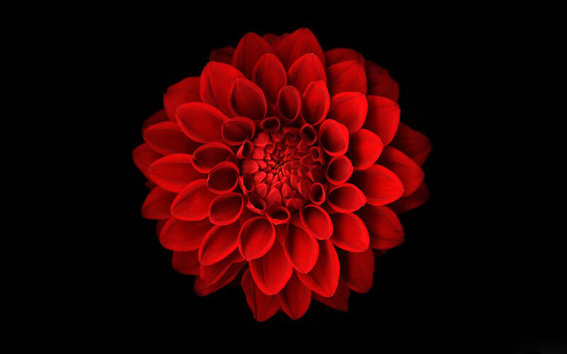 red dahlia flower