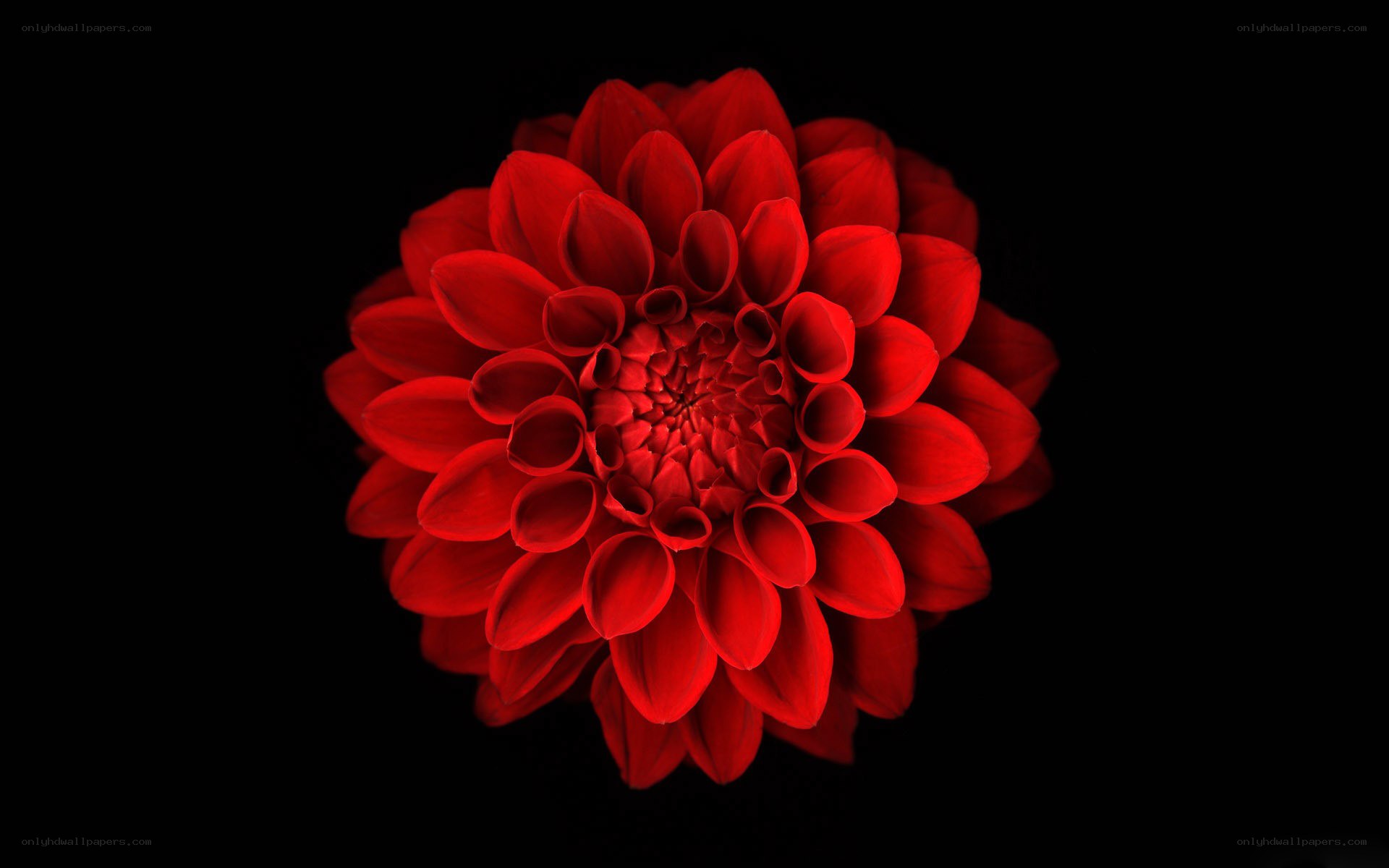 red dahlia flower