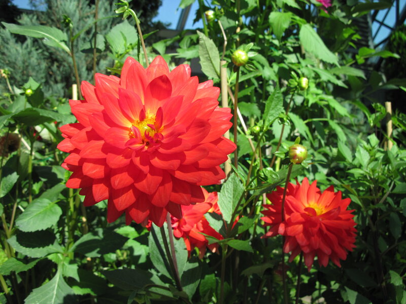 Red Dahlia Flower — Bright, Afternoon, Photograph
