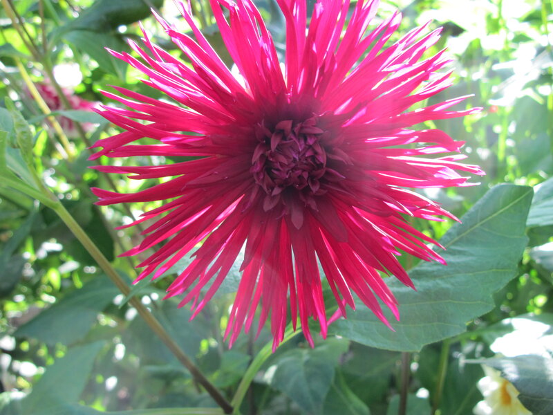 Red Dahlia Flower — Bright, Afternoon