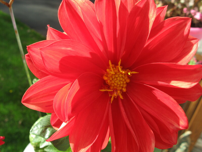 Red Dahlia Flower — Bright