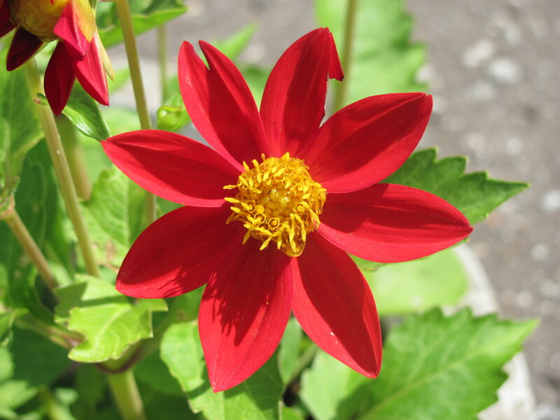 Red Dahlia Flower — Calm, Afternoon