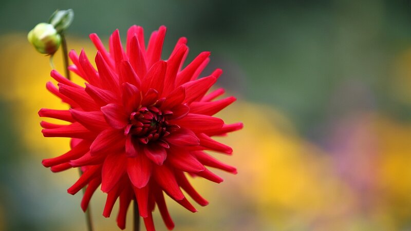 Red Dahlia Flower — Calm, Photograph, Bud, Stem