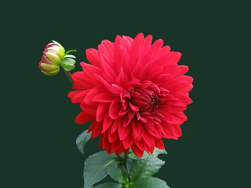 Red Dahlia Flower — Calm, Photograph, Bud